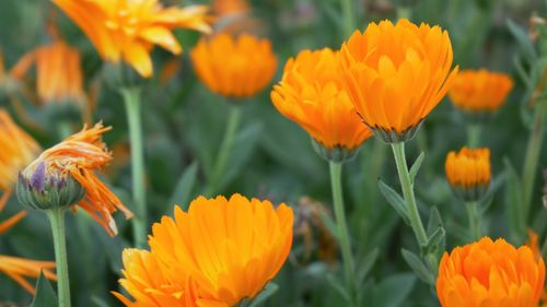 Close-up of orange flowering plant in field