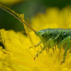 Close-up of insect on yellow flower