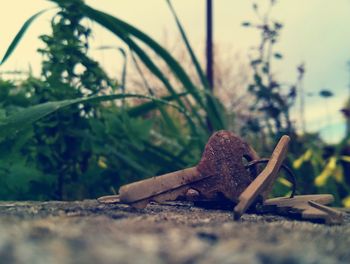 Close-up of rusty metal on wood