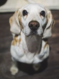 Close-up portrait of dog sitting