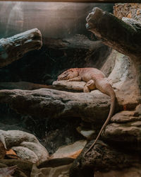 View of lizard resting on rock