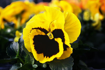 Close-up of yellow flower blooming outdoors