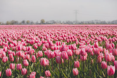 Close-up of flowering plants on field