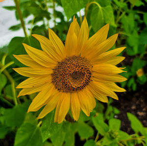 Close-up of sunflower