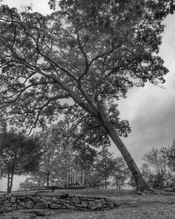 Trees against sky