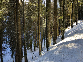 Snow covered trees in forest