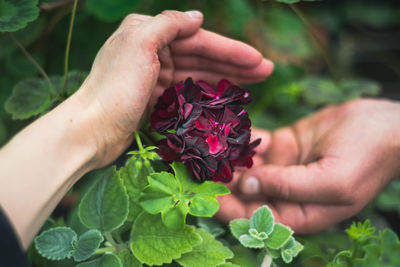 Close-up of hand holding plant