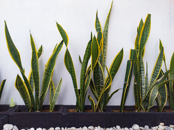 Close-up of succulent plant against wall