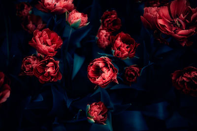 Close-up of red roses