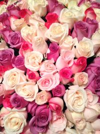 Full frame shot of pink roses