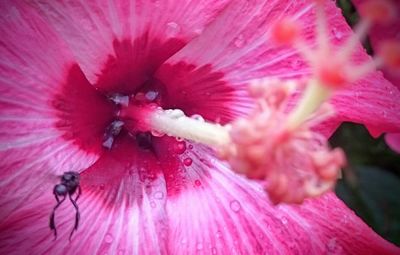 Close-up of pink flower