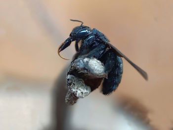 Close-up of insect