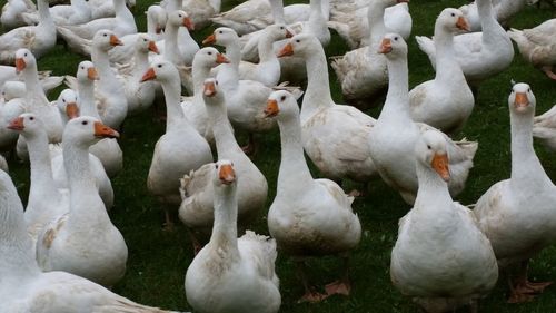 Close-up of swans