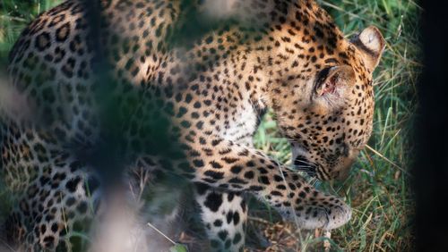 Close-up of leopard on field