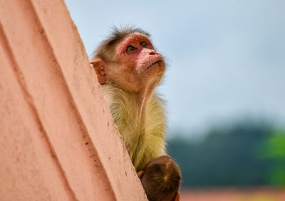 Low angle view of monkey looking away