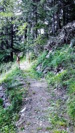 Man walking in forest