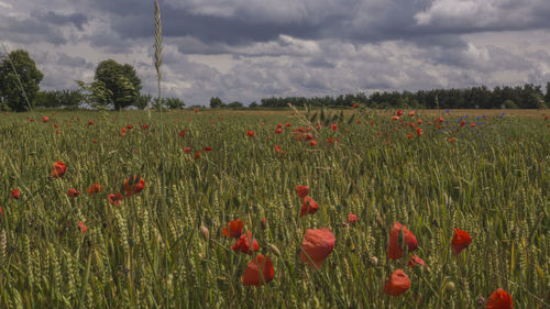 Poppies growing on field against sky