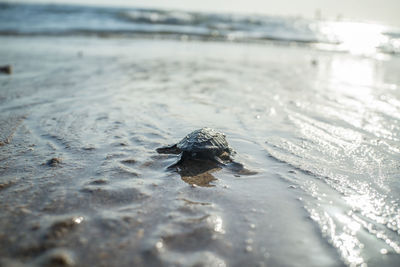 A baby turtle crawling on beach