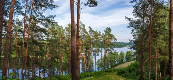 Panoramic shot of trees in forest against sky