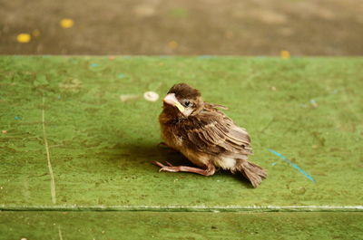 Close-up of sparrow perching on grass