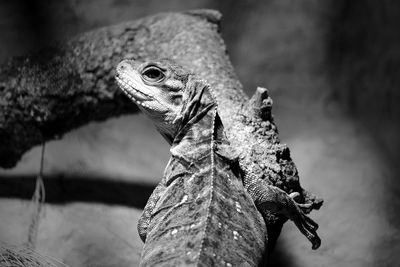 High angle view of lizard on wood at lisbon zoo