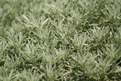 Full frame shot of seremban plants