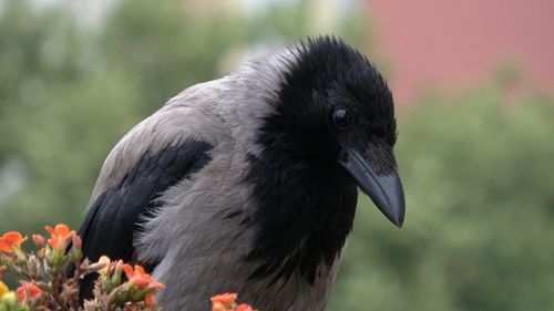 Close-up of a bird