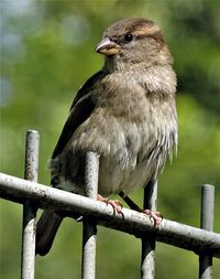 Close-up of bird perching on wooden post