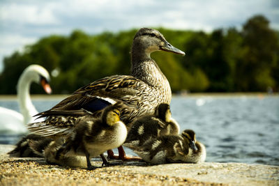 Duck with ducklings at lakeshore