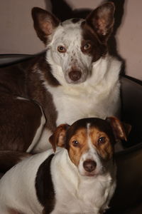 Close-up portrait of dog