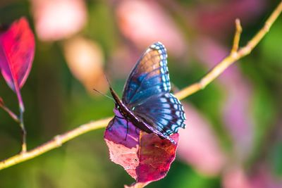 Close-up of butterfly on purple flower