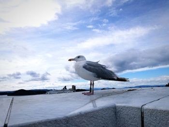 Seagull perching above the roofs against sky