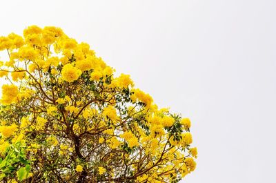 Low angle view of yellow flowering plant against clear sky