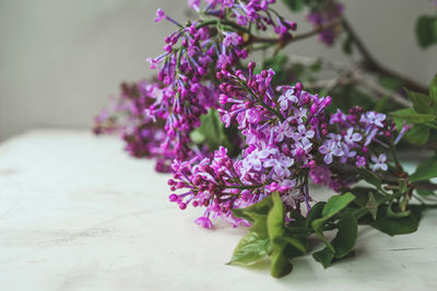 Close-up of pink flowering plant