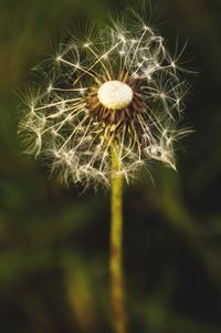 Close-up of dandelion