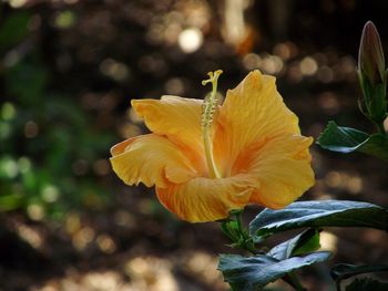 Close-up of yellow flowering plant