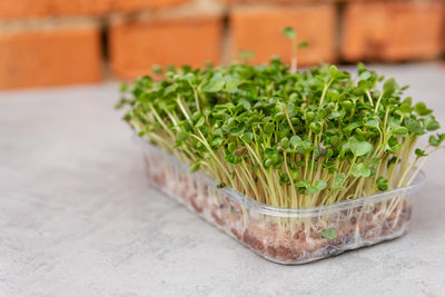 Windowsill garden. eco farming. organic raw green food.