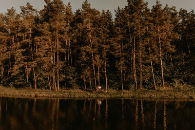 Scenic view of lake in forest during autumn