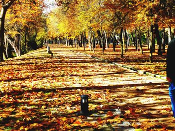 Trees in autumn