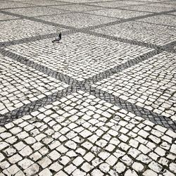 High angle view of pigeon on pathway