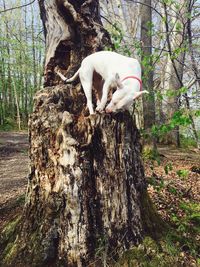 Horse on tree by water