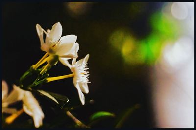 Close-up of white flowers blooming outdoors