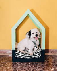 Portrait of dog sitting on wall at home