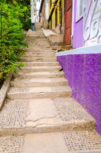 Walkway amidst plants