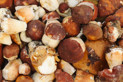Flat lay fresh porcini mushrooms