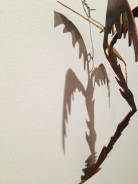 Close-up of shadow on tree