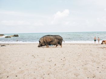 Pig walking at beach
