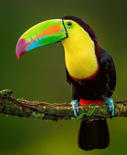 animal themes