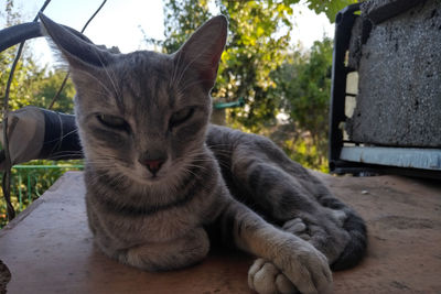 Close-up portrait of a cat