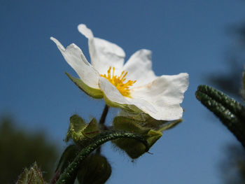 Close-up of white flowering plant against sky